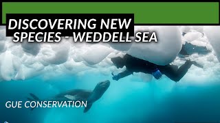 Discovering New Species in the Weddell Sea