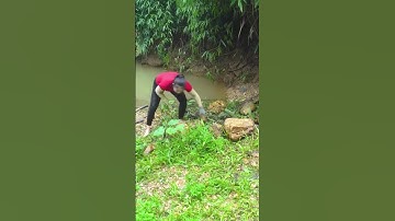 Building Solid Bridge To Withstand Heavy Flood   Connect The Two Bridge Piers with Long Bamboo Trees