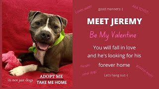 Meet Jeremy! - Adopt me, Take me home