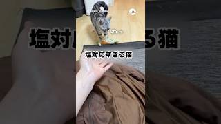 姉と愛猫の距離感｜PECO