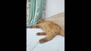 omagat cit sps za octiv #cat #фонкдлябега #фонкдлябега #music #roblox #cute #новогоднеевидео #cute