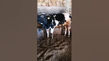 صوت تاور البقر Belge 