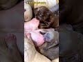 幸せを運ぶ子犬 #KoreaPuppies #JapanDogs