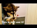 Malamute &amp; Husky Help With Toilet Paper Shortage | Tonka Brings me A Toy!