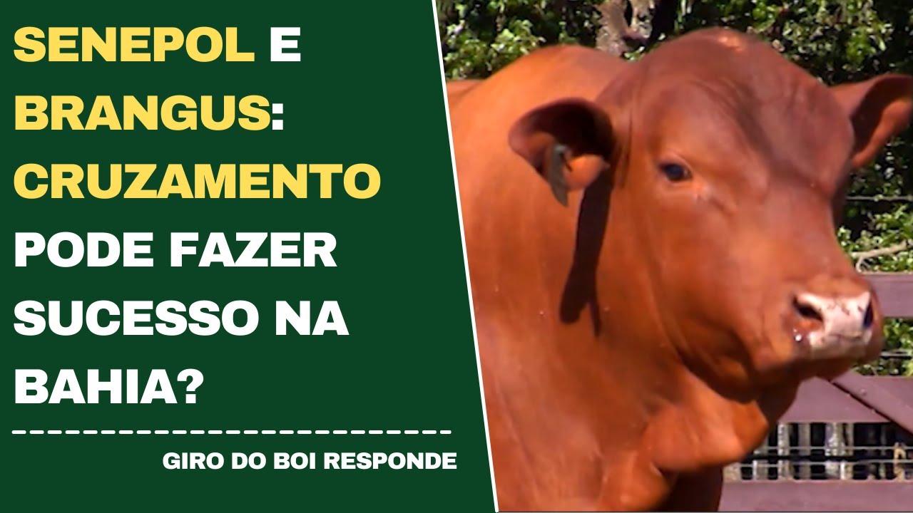 SENEPOL E BRANGUS: CRUZAMENTO PODE FAZER SUCESSO NA BAHIA?