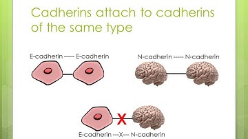 Calcium, Cancer and Cadherins
