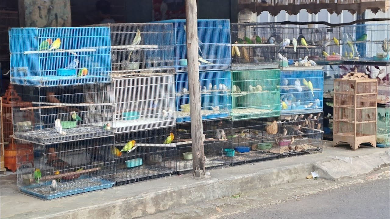 🔴POJOKAN PLERED DI KIOS PAE KOMPLIT OMBYOKAN GACORAN JUGA ADA‼️