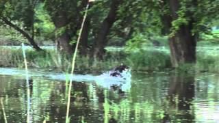 Kurzhaar Of Djurić - Giga Moravac Rad U Vodi Work In Water