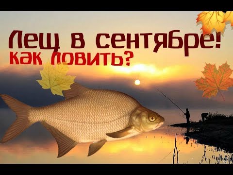 Как и на что ловить леща в сентябре?