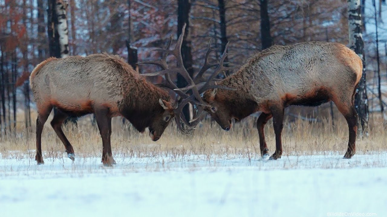 Big Bull Elk Bosses Get Spooked in the Evening