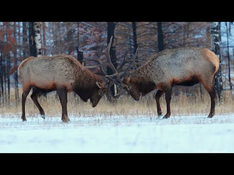 Big Bull Elk Bosses Get Spooked in the Evening