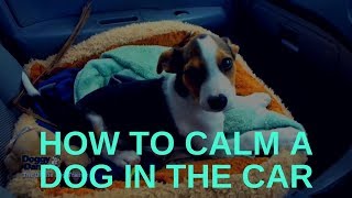 How to Calm a Dog in the Car - Traveling With a Puppy in a Car