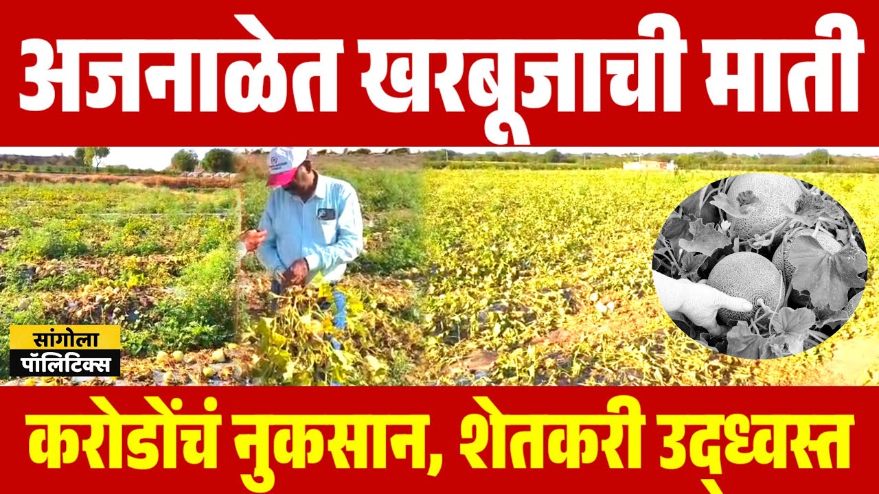 अजनाळेत खरबूजाची माती | करोडोंचं नुकसान, शेतकरी उद्ध्वस्त | Kharbuj Farming | Sangola Politics 