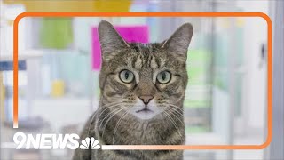 Foothills Animal Shelter upgrades its cat adoption center