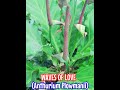 Wave of love plant o anthurium plowmanii