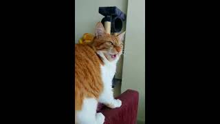 Cat chatting with bird by Ginny & Simba The Cats 207 views 4 years ago 1 minute, 36 seconds