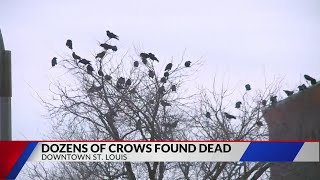 Unusual amount of crows found dead in St. Louis area