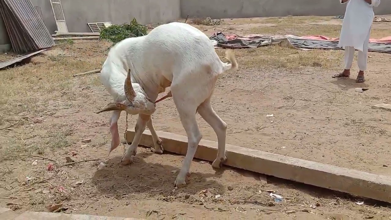 hayedrabadi hydpat four sell at ajwa goat farm gujrat Palanpur contact number 9724544086