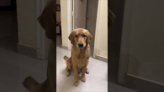 Nenu potha paiki🤦🏻 #goldenretriever #heyitskado_woofs @YouTube @heyitskado_woofs