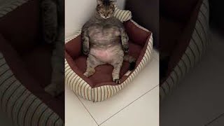 Chonky Kitty's Built Different || ViralHog