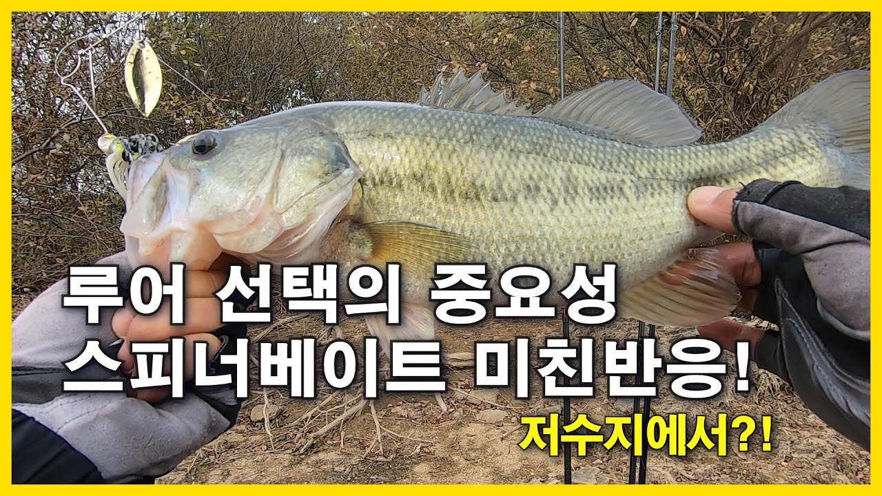 루어 선택의 중요성 스피너베이트 미친반응!(예당저수지,예당지)