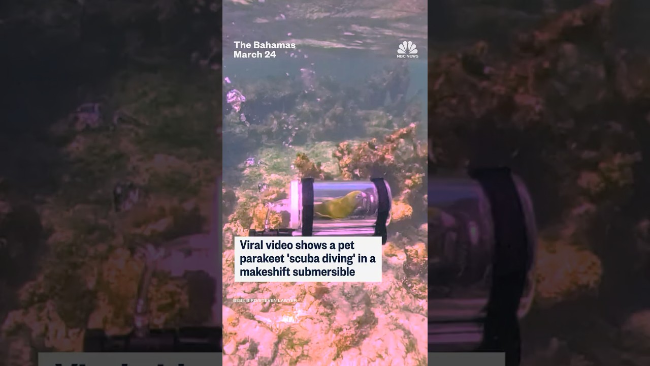 Viral video shows a pet parakeet ‘scuba diving’ in a makeshift submersible