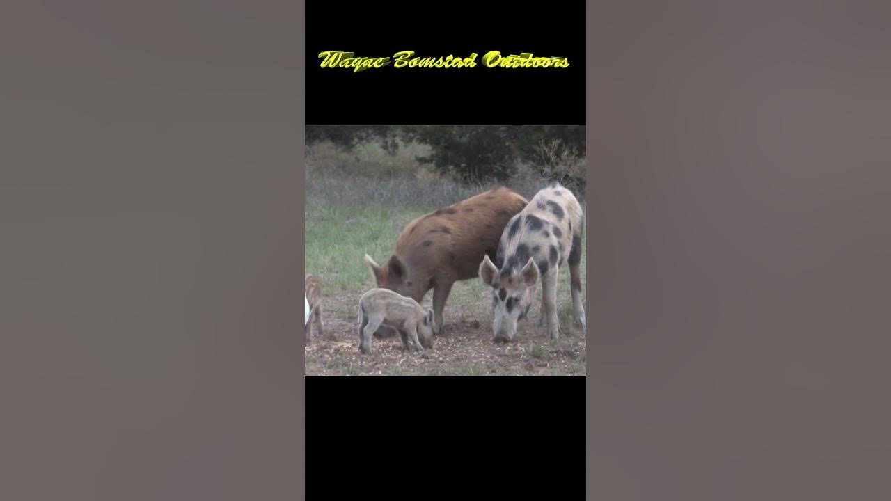 Hunting Feral Hogs in Texas with Bow and Arrow 304 shorts YouTube