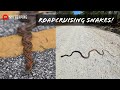 Roadcruising for Snakes in Georgia! Amazing Coachwhip, Kingsnake, Corn Snake, Copperhead, and More!