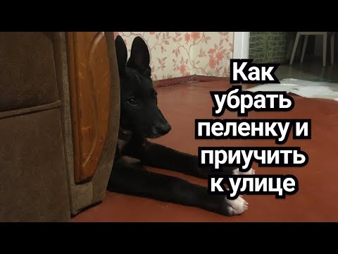 Видео: Как приучить собаку к горшку за 7 дней