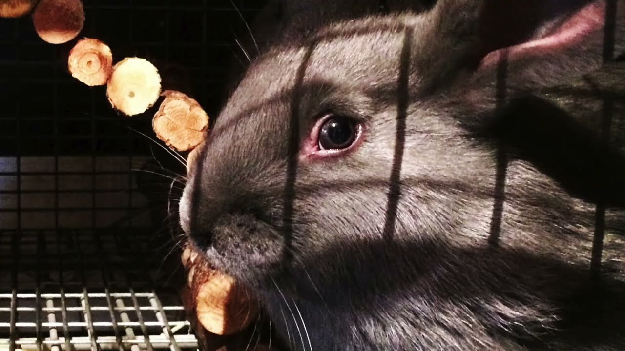 Les lapins et l'hiver ...ils peuvent rester dehors à -30C