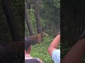 DM male tiger 🐯sighting onmain road 🛣️#bandhavgarh #tiger #shorts #wildlife