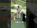 Dog Training Mistakes: Why Timing is Everything in Training