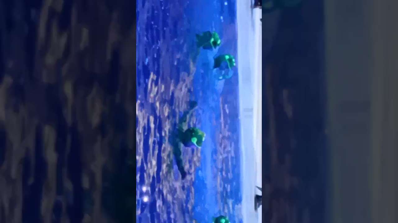 Москвариум начало шоу Кощей 