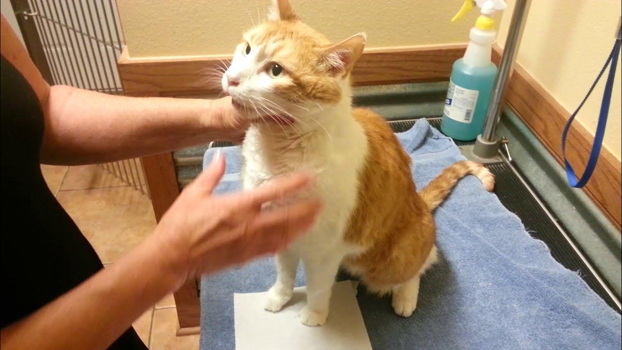 How to force feed cat YouTube