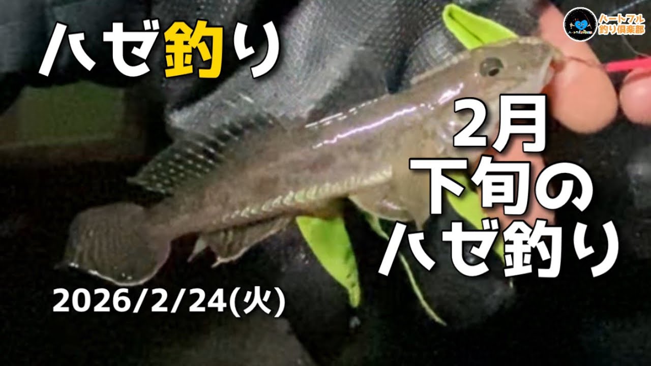 【ハゼ釣り】2月下旬のハゼ釣り 2026年2月24日