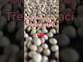 🍒Předosevní příprava třešně ptačí #lesycr #tutorial #shortst