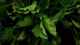 Montes De María - Mangata Vol.1 Adelanto