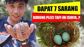 There are lots of pleci bird nests here!!