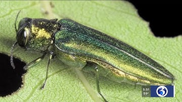 VIDEO: Invasive beetle killing thousands of ash trees across the state