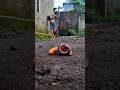 It's so beautiful and unforgettable; ! With this Labubu carrot, millipedes love it very much #shorts