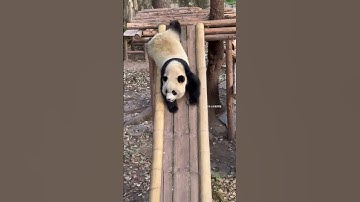 How are pandas not extinct  Funny panda videos #panda #funnypanda #animals #animalsoftiktok
