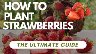 How to Plant Strawberries  The Ultimate Guide