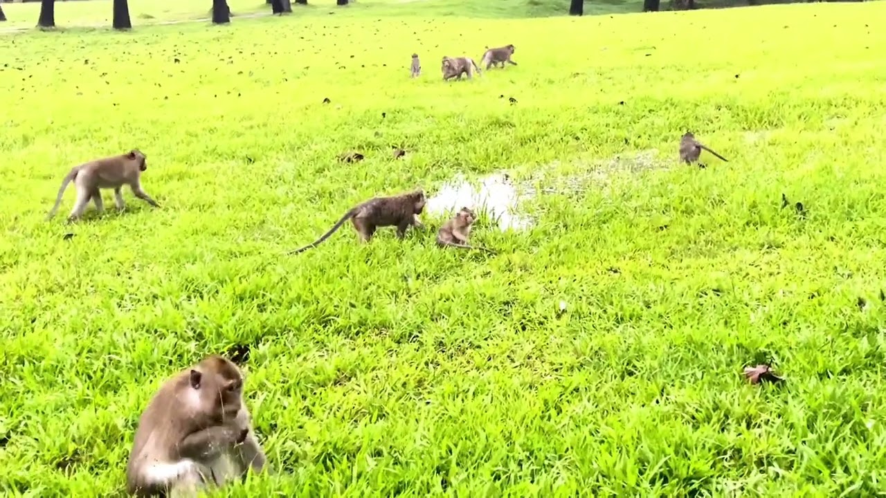 Mila Troop Monkey! It is raining they are look so cool