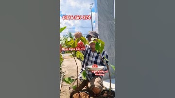 Cây Mận Dâu Tây xuất xứ Thái Lan | 0386569374 - Ngọc Ngân Bến Tre | Chuyên cây độc lạ