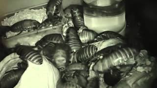 Мадагаскарские шипящие тараканы Gromphadorhina кормление 3 Мадагаскарские шипящие тараканы Gromphadorhina кормление 3