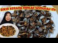 Trik mengolah kerang bulu bebas pasir mekar sempurna