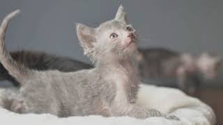 Cat Knowledge: The 'Werewolf Cat 'Lykoi by Realm of the Cat 9 views 2 years ago 3 minutes, 16 seconds