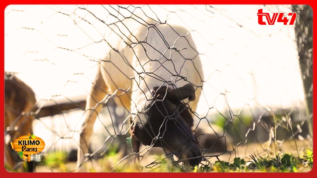 Booming Dorper Sheep Farming in Kenya with Ben Wagitu, Amagoh Dorper Farm: PART 1 | Kilimo Diaries