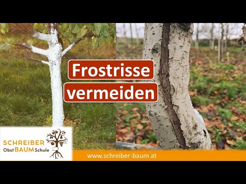 Video: Welche Baumsäfte Können Im Frühjahr Extrahiert Und Verzehrt Werden