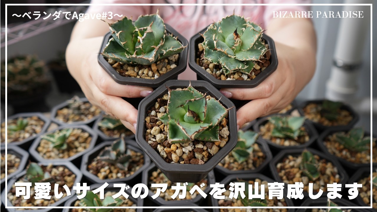 Agave on the Balcony #3] Creating a Balcony Paradise in Small